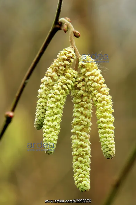 : Catkins from Common Hazel : Catkins from Common Hazel