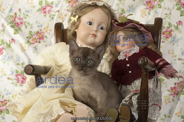 : CAT.kitten (7 wks old ) Asian smoke Burmilla with dolls : CAT.kitten (7 wks old ) Asian smoke Burmilla with dolls