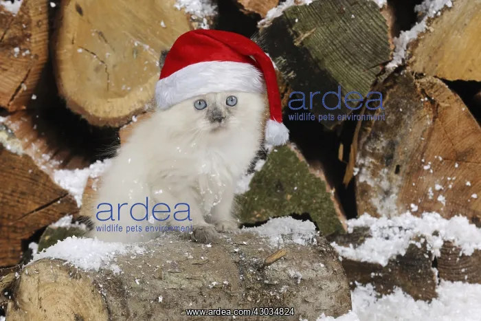 : CAT.Kitten sitting on log in snow : CAT.Kitten sitting on log in snow