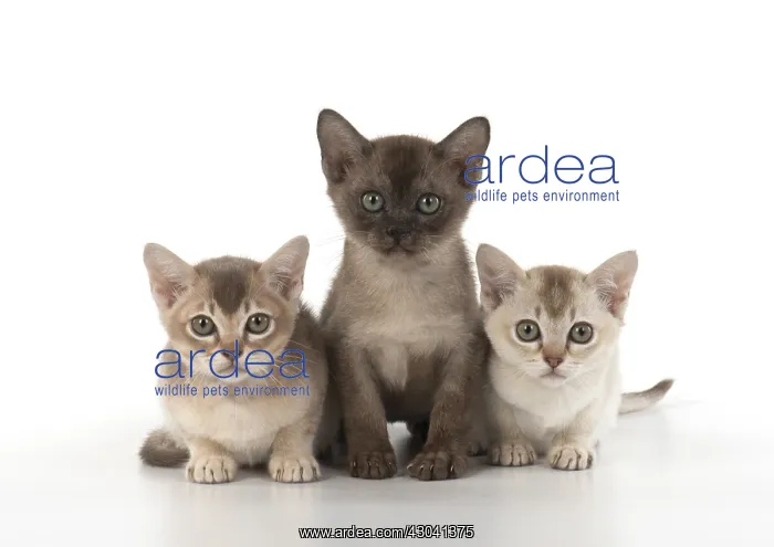 : CAT.kittens (7 wks old ) Burmilla, Chocolate : CAT.kittens (7 wks old ) Burmilla, Chocolate