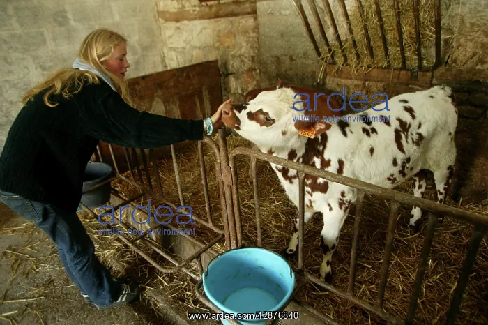  : Catle - Calf, with girl in farm stable