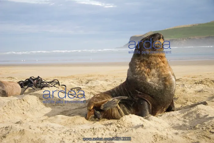 : Catlins, New Zealand. Sea lions are a common : Catlins, New Zealand. Sea lions are a common