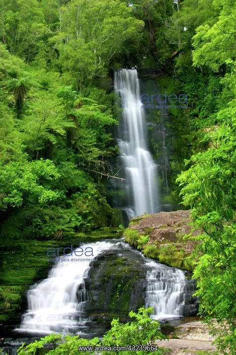 : Catlins, New Zealand. A spectacular waterfall : Catlins, New Zealand. A spectacular waterfall