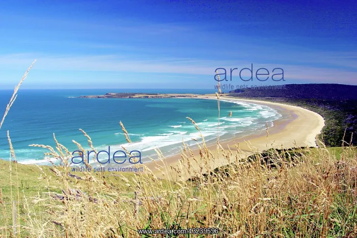 : Catlins, Otago, New Zealand. This is the : Catlins, Otago, New Zealand. This is the