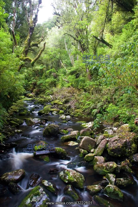 : Catlins, Otago, New Zealand. Along the Catlins : Catlins, Otago, New Zealand. Along the Catlins
