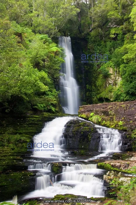 : Catlins, Otago, New Zealand. Along the Catlins : Catlins, Otago, New Zealand. Along the Catlins