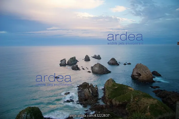 : Catlins, Otago, Nugget Point, New Zealand : Catlins, Otago, Nugget Point, New Zealand