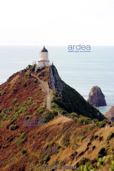 : Catlins, Otago, Nugget Point, New Zealand : Catlins, Otago, Nugget Point, New Zealand