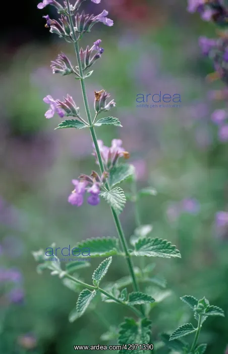 : Catmint, Nepeta cataria : Catmint, Nepeta cataria