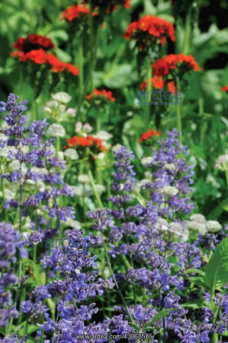 : Catmint, Nepeta mussinii : Catmint, Nepeta mussinii