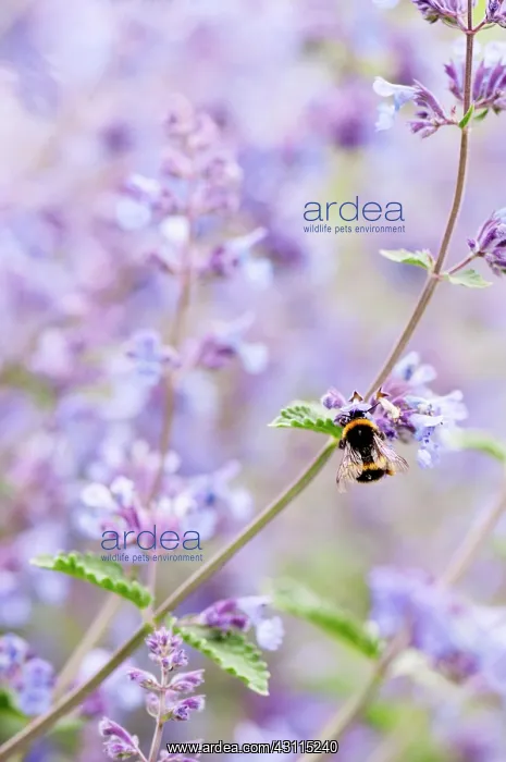 : Catmint, Dwarf catmint, Nepeta racemosa Walker's : Catmint, Dwarf catmint, Nepeta racemosa Walker's