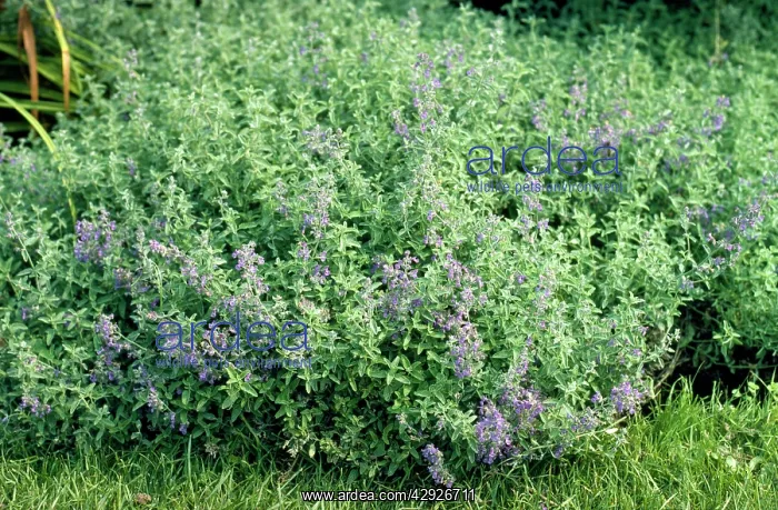 : CATMINT - IN FLOWER : CATMINT - IN FLOWER