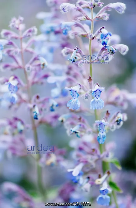 : Catmint, Nepeta Six Hills Giant, flowering stems, shallow : Catmint, Nepeta Six Hills Giant, flowering stems, shallow