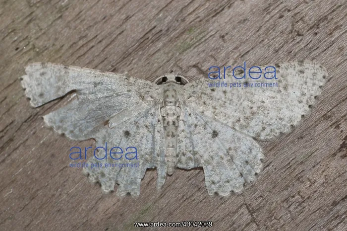 : Catoria Moth - with unusual white wing pattern - : Catoria Moth - with unusual white wing pattern -