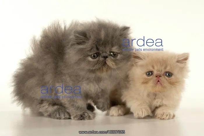  : Cats