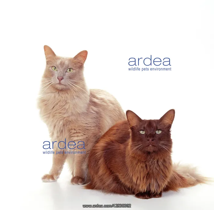  : CATS - Angora - Fawn and Chocolate