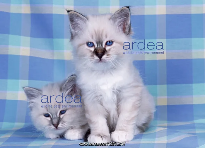 : CATS - Blue Tabby and Seal Tabby Birman kittens : CATS - Blue Tabby and Seal Tabby Birman kittens