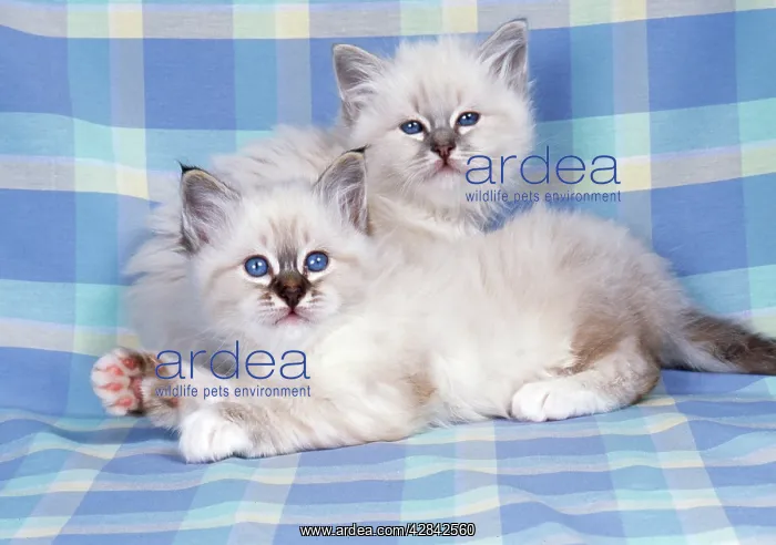 : CATS - Blue Tabby and Seal Tabby Birman kittens : CATS - Blue Tabby and Seal Tabby Birman kittens