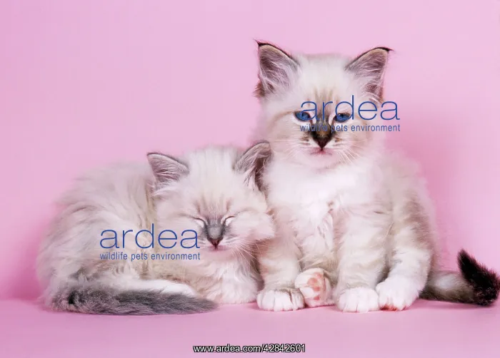 : CATS - Blue Tabby and Seal Tabby Birman kittens : CATS - Blue Tabby and Seal Tabby Birman kittens
