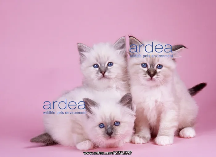 : CATS - Blue Tabby, Seal Tabby and Blue Birman kittens : CATS - Blue Tabby, Seal Tabby and Blue Birman kittens
