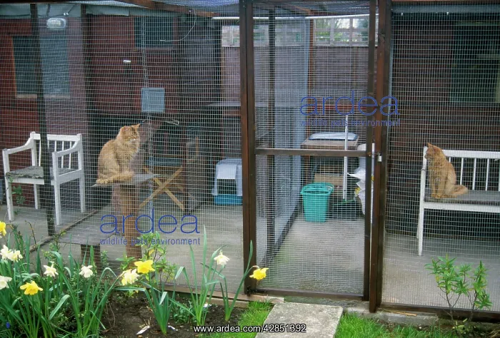  : Cats in boarding cattery