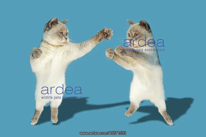 : Two cats boxing, British Shorthair cats Britisch : Two cats boxing, British Shorthair cats Britisch