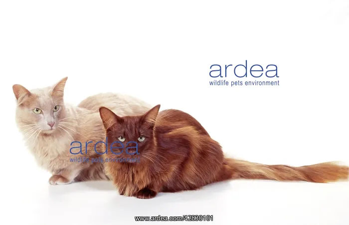  : CATS - British Angora, Fawn and Chocolate