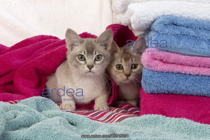 : CATs. Burmilla, caramel silver and cinnamon silver : CATs. Burmilla, caramel silver and cinnamon silver