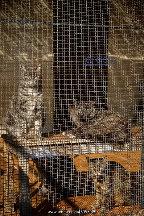 : Cats in a cage in a shelter SPA France : Cats in a cage in a shelter SPA France
