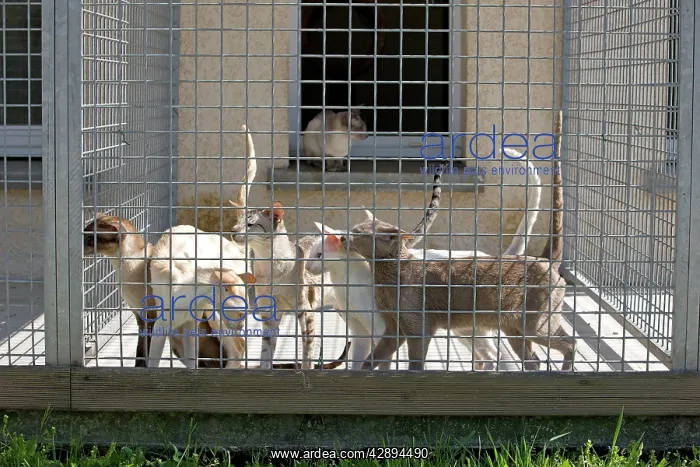  : Cats - in cat breeding centre