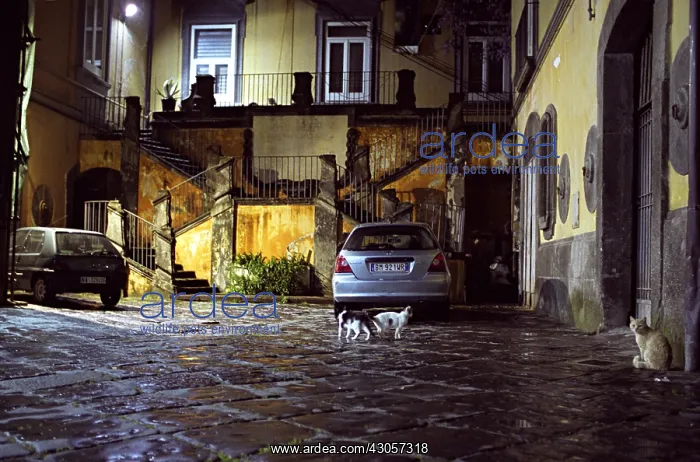 : Cats colony in a court of palace Naples Italy : Cats colony in a court of palace Naples Italy