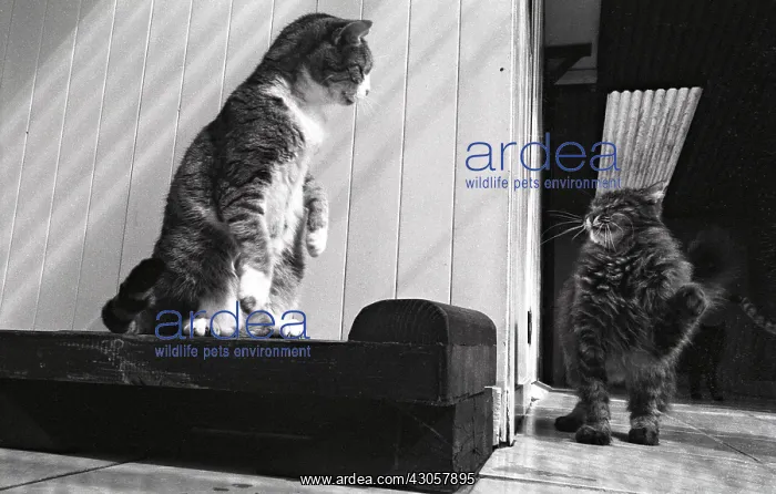 : Cats competing Refuge of Beauregard France : Cats competing Refuge of Beauregard France