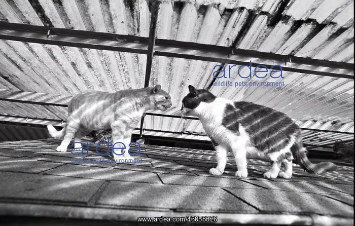 : Cats competing Refuge of Beauregard France : Cats competing Refuge of Beauregard France