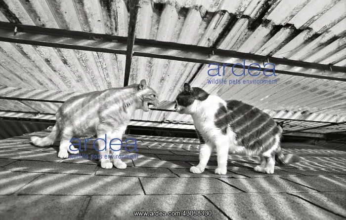 : Cats competing Refuge of Beauregard France : Cats competing Refuge of Beauregard France