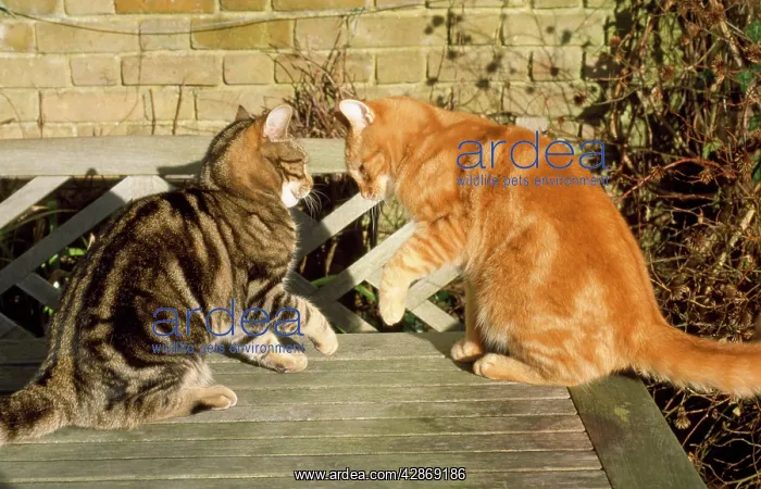 : Cats - confrontation, Marmalade male & younger tabby male : Cats - confrontation, Marmalade male & younger tabby male
