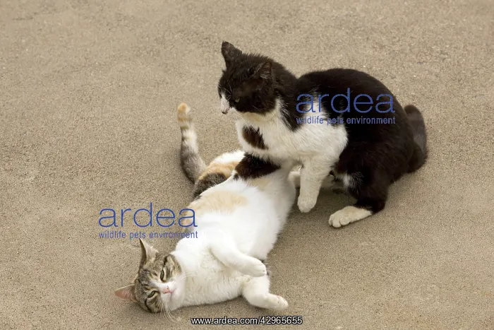 : Cats - courtship - Stray : Cats - courtship - Stray