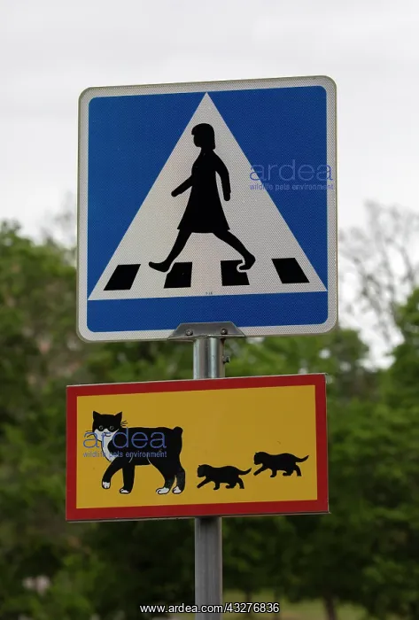 : Cats crossing notice, Uppsala. Sweden : Cats crossing notice, Uppsala. Sweden
