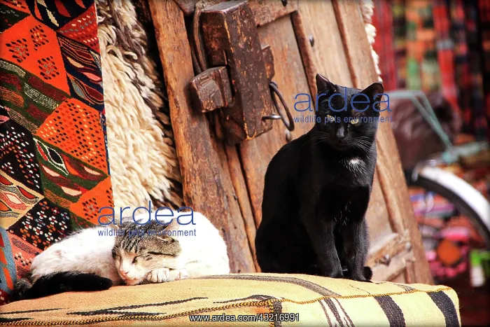 : Cats on a cushion - Marrakech Morocco : Cats on a cushion - Marrakech Morocco