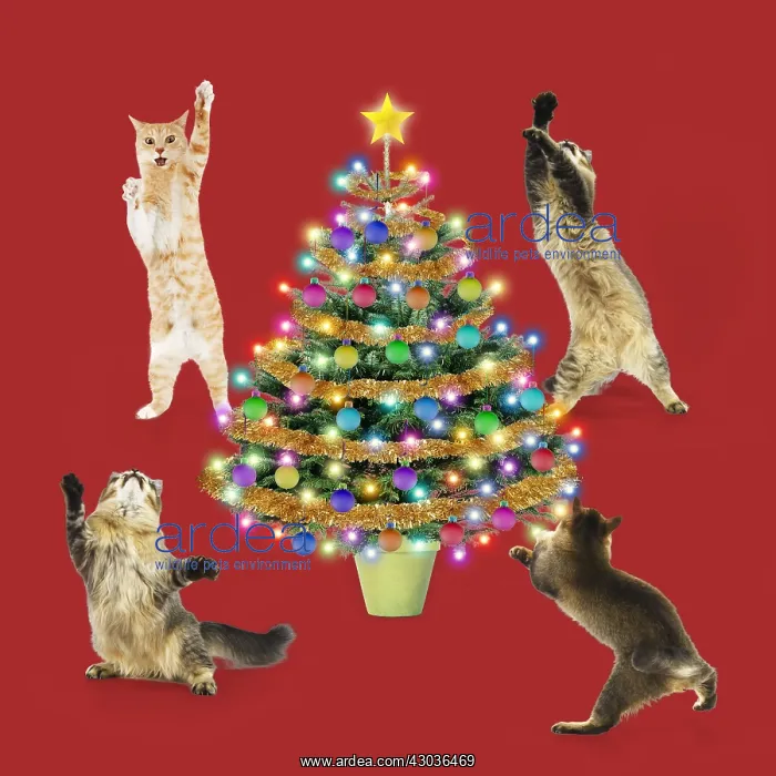 : Cats dancing / rocking around a Cristmas Tree : Cats dancing / rocking around a Cristmas Tree