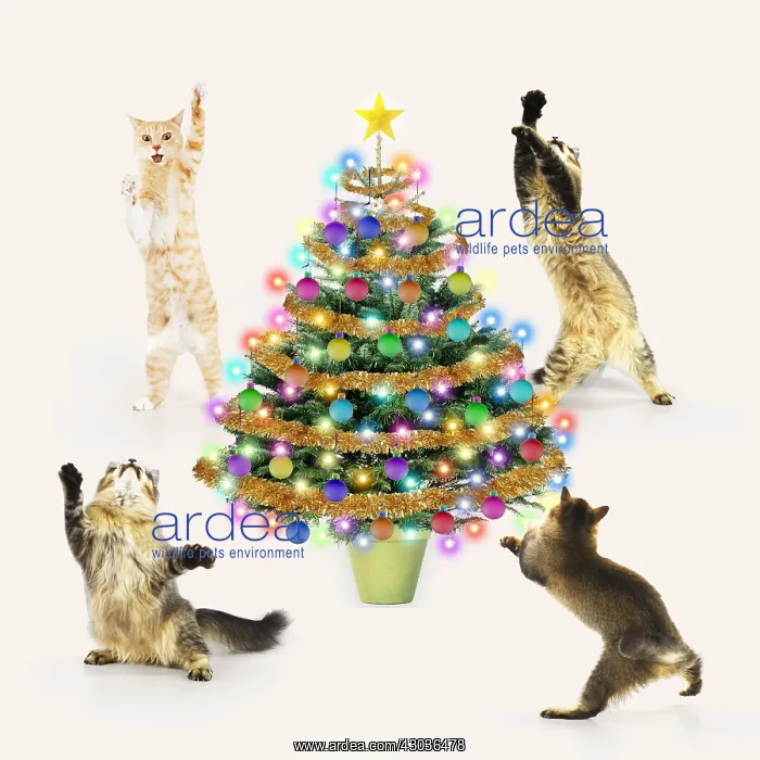 : Cats dancing / rocking around a Cristmas Tree : Cats dancing / rocking around a Cristmas Tree
