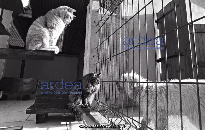 : Cats and dogs separated by a grid Refuge of Beauregard : Cats and dogs separated by a grid Refuge of Beauregard