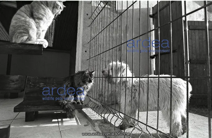 : Cats and dogs separated by a grid Refuge of Beauregard : Cats and dogs separated by a grid Refuge of Beauregard