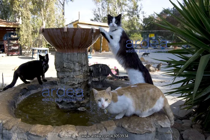 : Cats drinking in a fountain in a sanctuary for cats Cyprus : Cats drinking in a fountain in a sanctuary for cats Cyprus