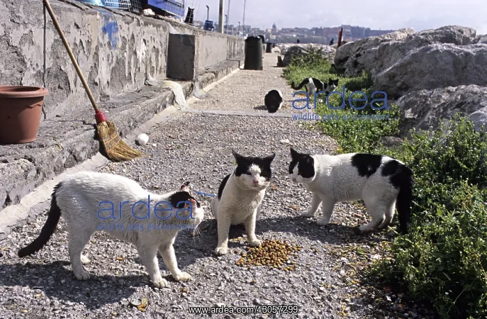 : Cats eating food lodged Naples Italy : Cats eating food lodged Naples Italy