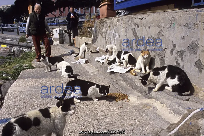: Cats eating food lodged by volunteers Naples Italy : Cats eating food lodged by volunteers Naples Italy