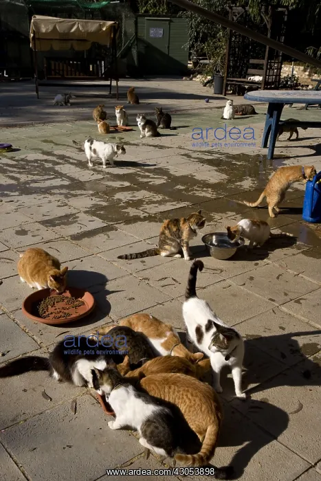 : Cats eating in a sanctuary for cats Cyprus : Cats eating in a sanctuary for cats Cyprus