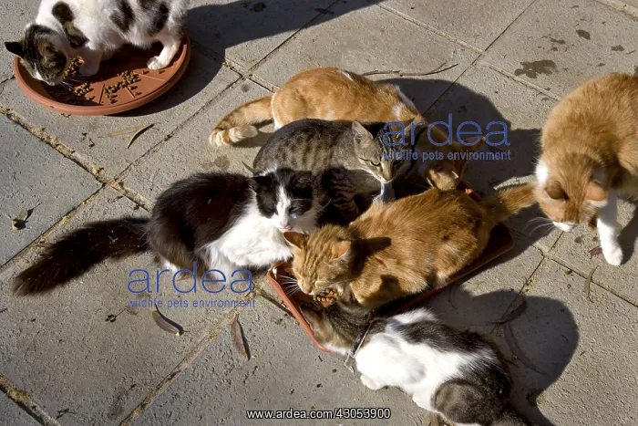 : Cats eating in a sanctuary for cats Cyprus : Cats eating in a sanctuary for cats Cyprus