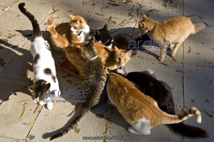 : Cats eating in a sanctuary for cats Cyprus : Cats eating in a sanctuary for cats Cyprus