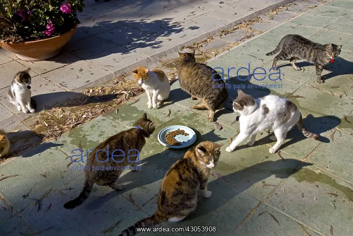 : Cats eating in a sanctuary for cats Cyprus : Cats eating in a sanctuary for cats Cyprus