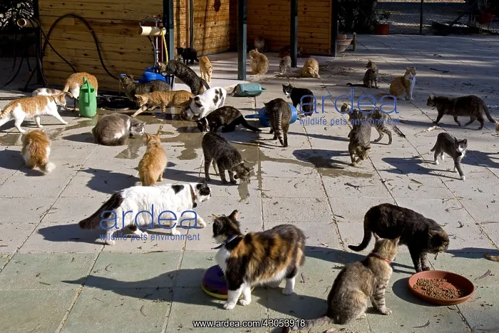 : Cats eating in a sanctuary for cats Cyprus : Cats eating in a sanctuary for cats Cyprus
